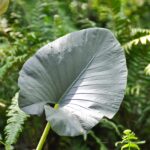 Alocasia Regal Shield new leaf