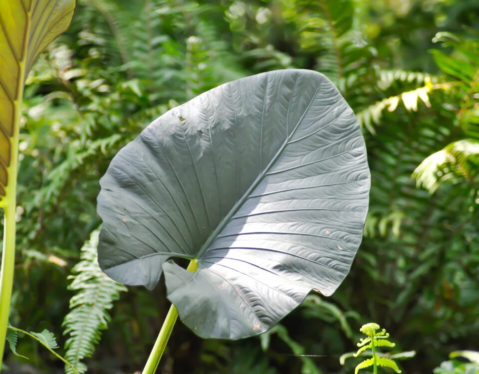 Alocasia Regal Shield new leaf