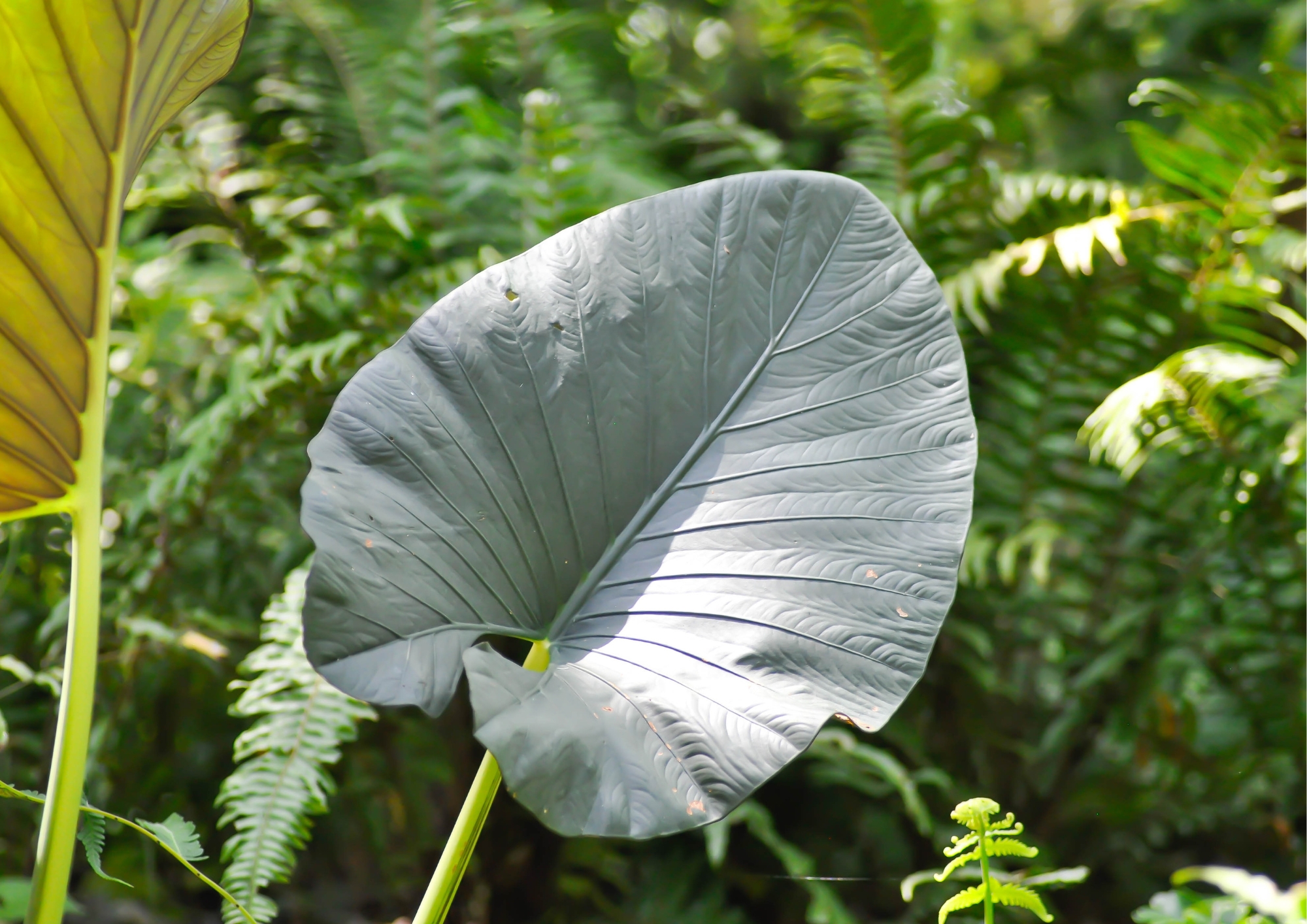 Alocasia Regal Shield new leaf