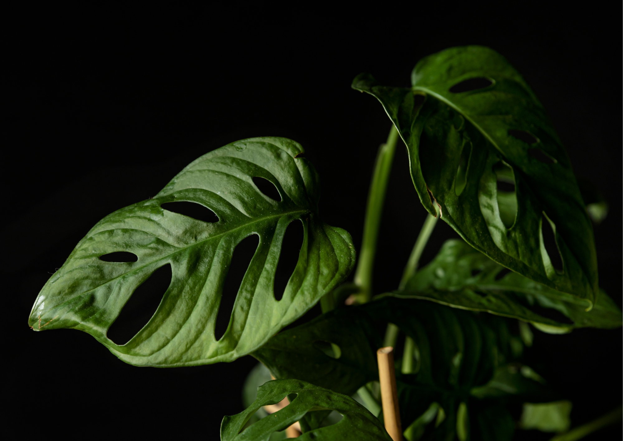 Monstera Obliqua