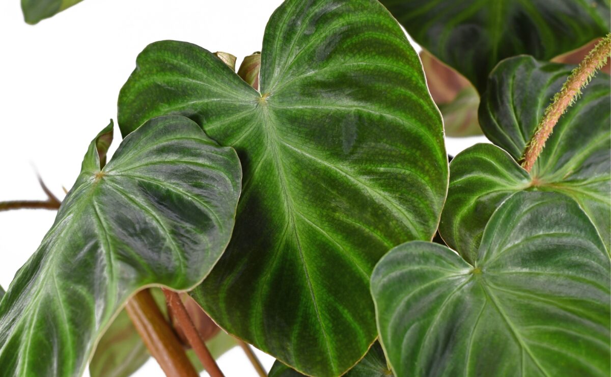 Philodendron Verrucosum