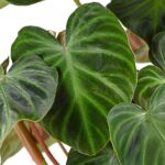 Philodendron Verrucosum