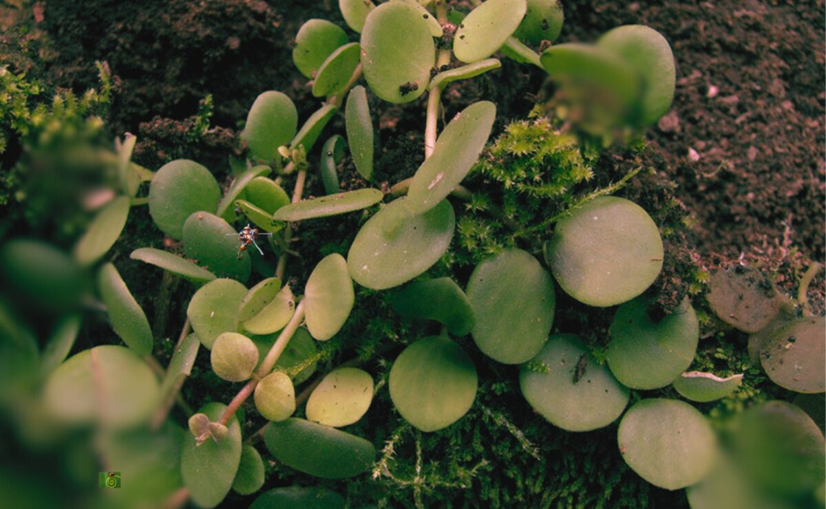 Peperomia Pecuniifolia