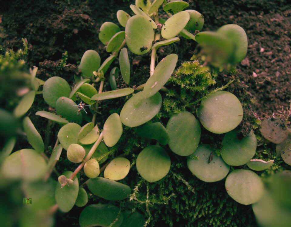 Peperomia Pecuniifolia