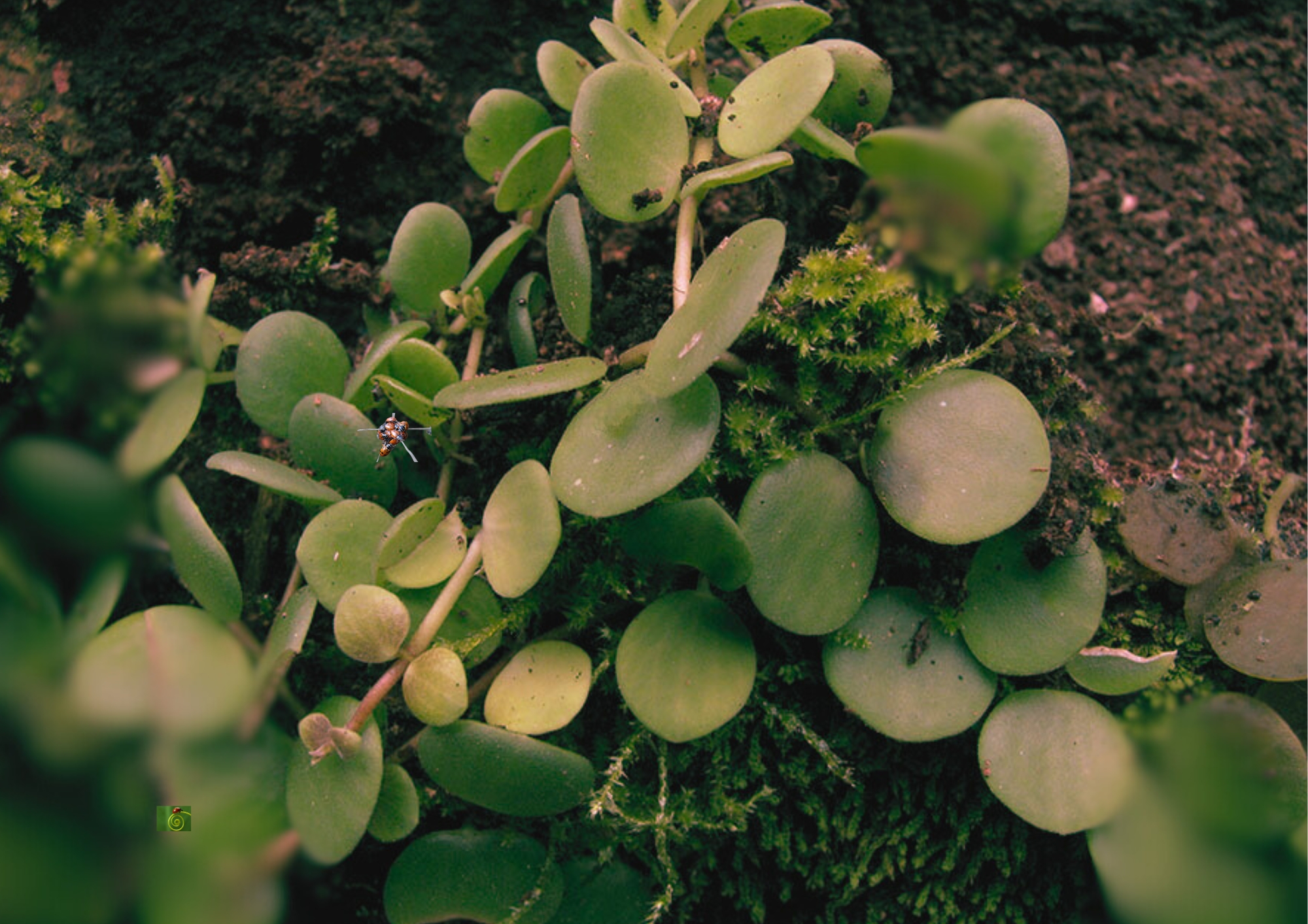 Peperomia Pecuniifolia