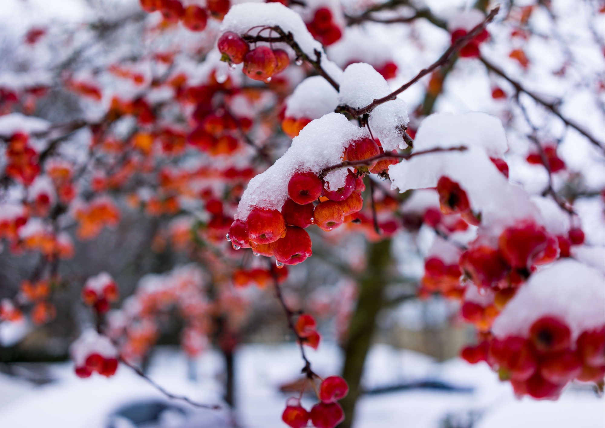 cold-hardy plants