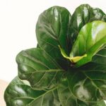 ficus lyrata fiddle leaf fig