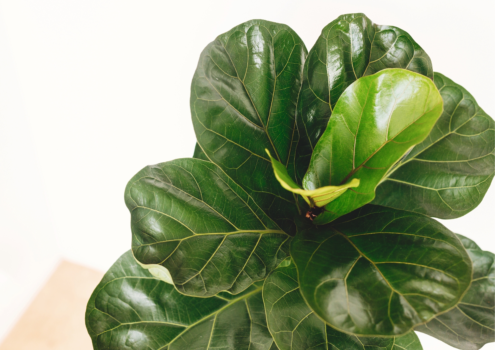 How Do You Prune a Ficus Lyrata (Fiddle Leaf Fig)for Optimal Growth