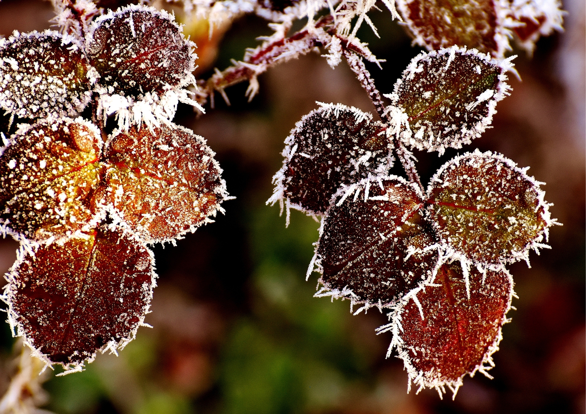 frosted plant