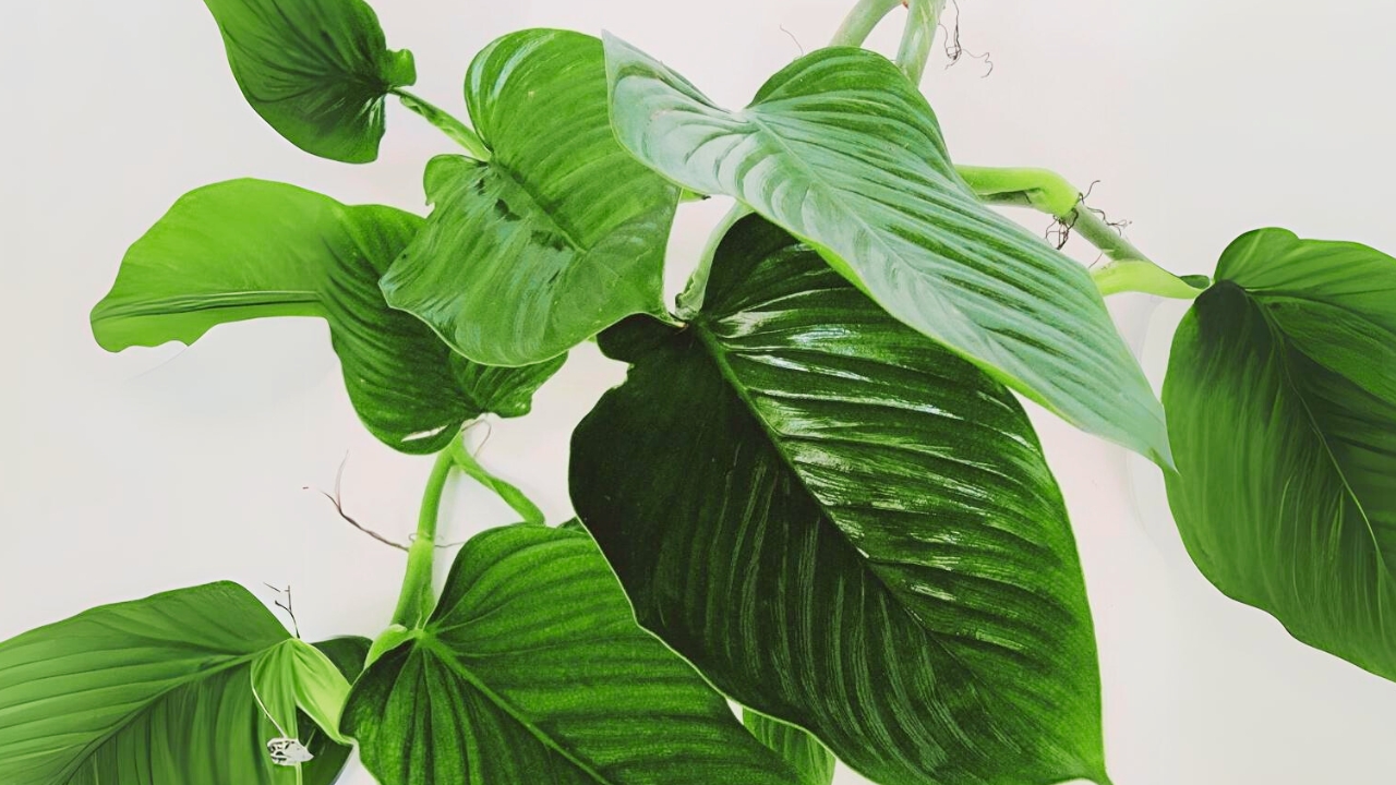 How do you care for a philodendron Melanoneuron?