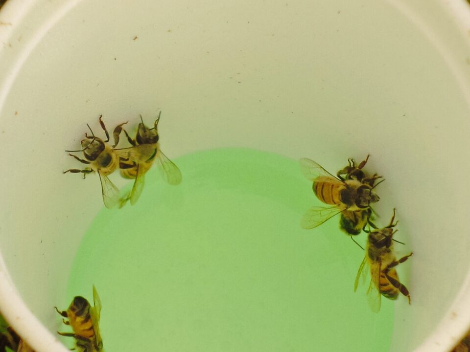 Are Bee Cups a Good Idea