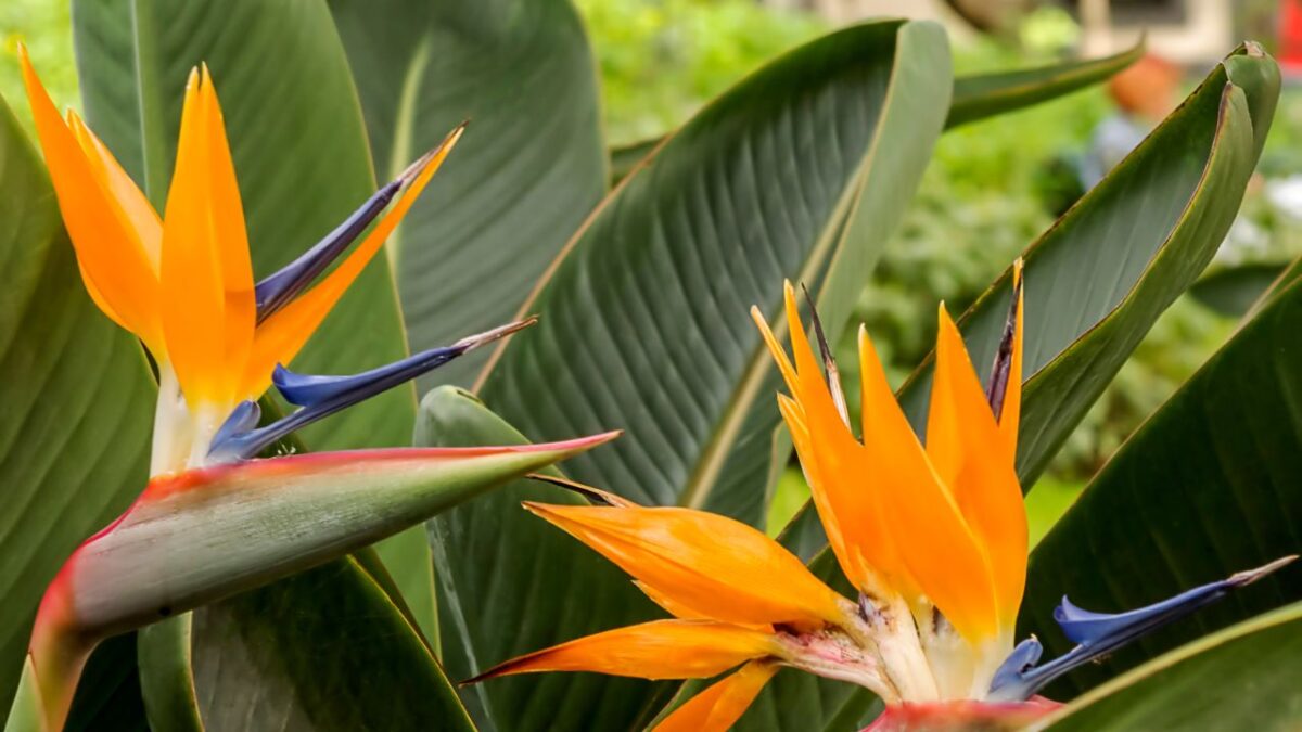 Bird of Paradise (Strelitzia reginae)