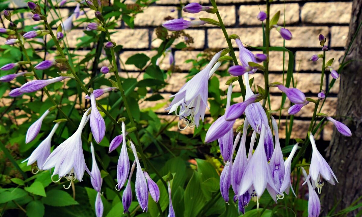 plantain lilies