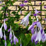 plantain lilies