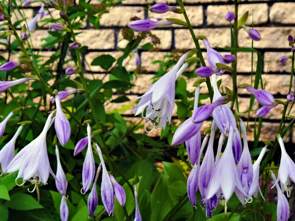 plantain lilies