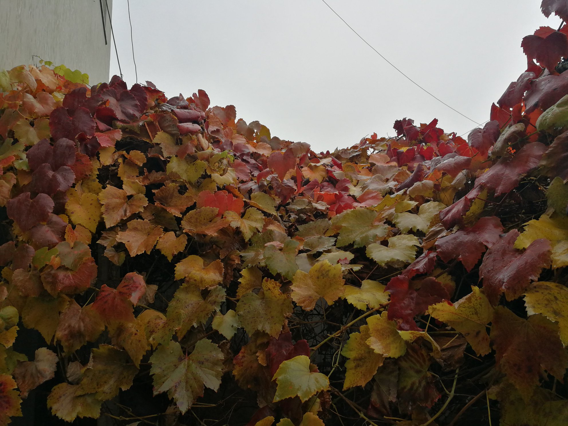 Can Grape Vines Be Replanted