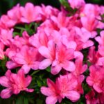 Do Azaleas Look like Rhododendrons