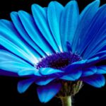 Does Blue Daisy Exist