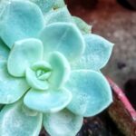 Echeveria Elegans