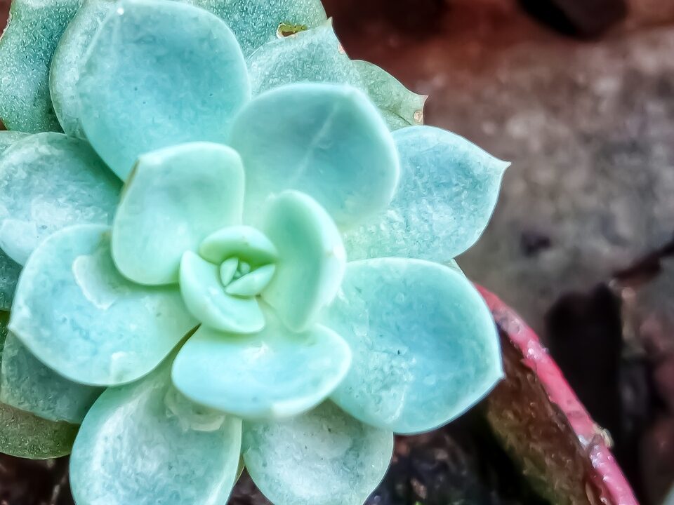 Echeveria Elegans