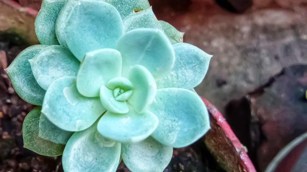 Echeveria Elegans