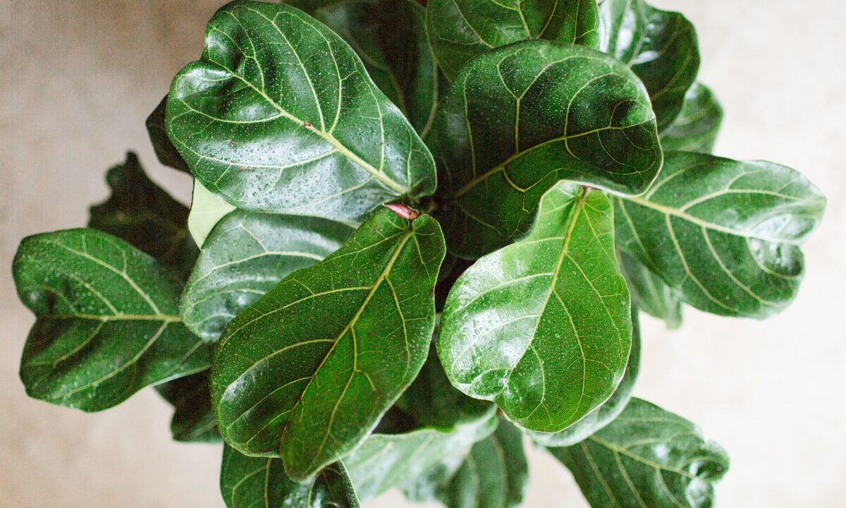 top heavy fiddle leaf fig