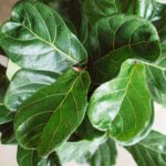 top heavy fiddle leaf fig