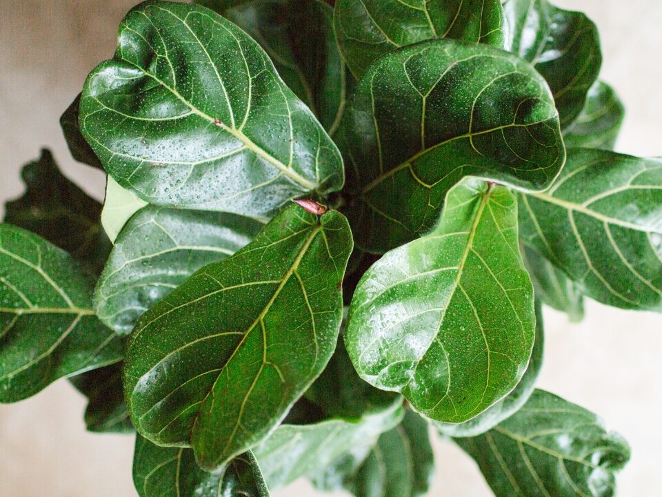 top heavy fiddle leaf fig