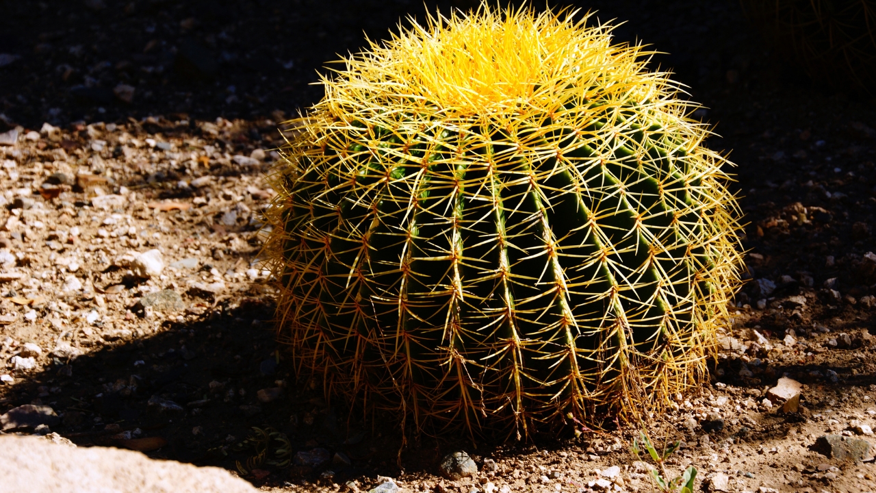 Golden Barrel Cactus