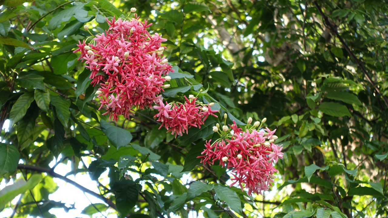 How Do you Grow Quisqualis (Rangoon Creeper)