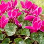 Cyclamen plants are well-loved for their unique, delicate blooms and their heart-shaped leaves, but the pink cyclamen plant stands out for its vibrant color and beauty. Whether you’re a seasoned indoor gardener or just starting, the pink cyclamen can be a lovely addition to your plant collection. However, it’s essential to understand that cyclamen can be a bit finicky. From watering techniques to ideal light conditions, this guide will walk you through everything you need to know to keep your pink cyclamen healthy and blooming year-round.