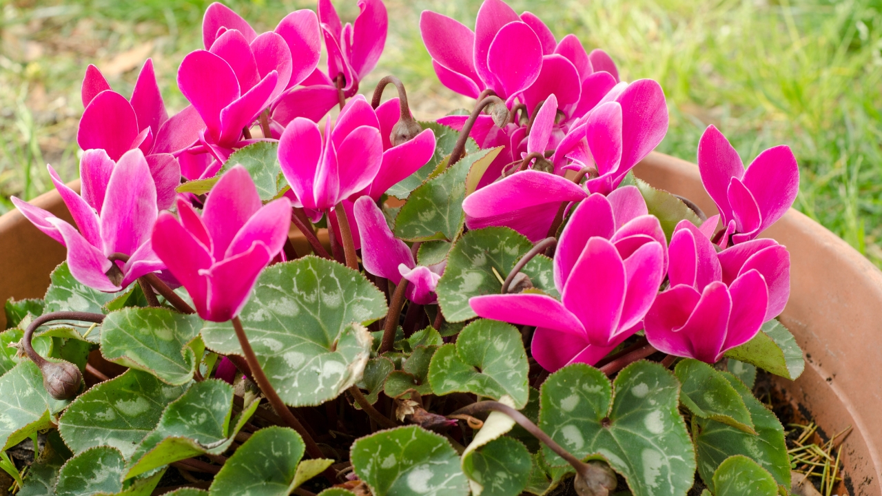 Cyclamen plants are well-loved for their unique, delicate blooms and their heart-shaped leaves, but the pink cyclamen plant stands out for its vibrant color and beauty. Whether you’re a seasoned indoor gardener or just starting, the pink cyclamen can be a lovely addition to your plant collection. However, it’s essential to understand that cyclamen can be a bit finicky. From watering techniques to ideal light conditions, this guide will walk you through everything you need to know to keep your pink cyclamen healthy and blooming year-round.