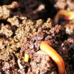 How I Use Worm Castings and Get What Benefits