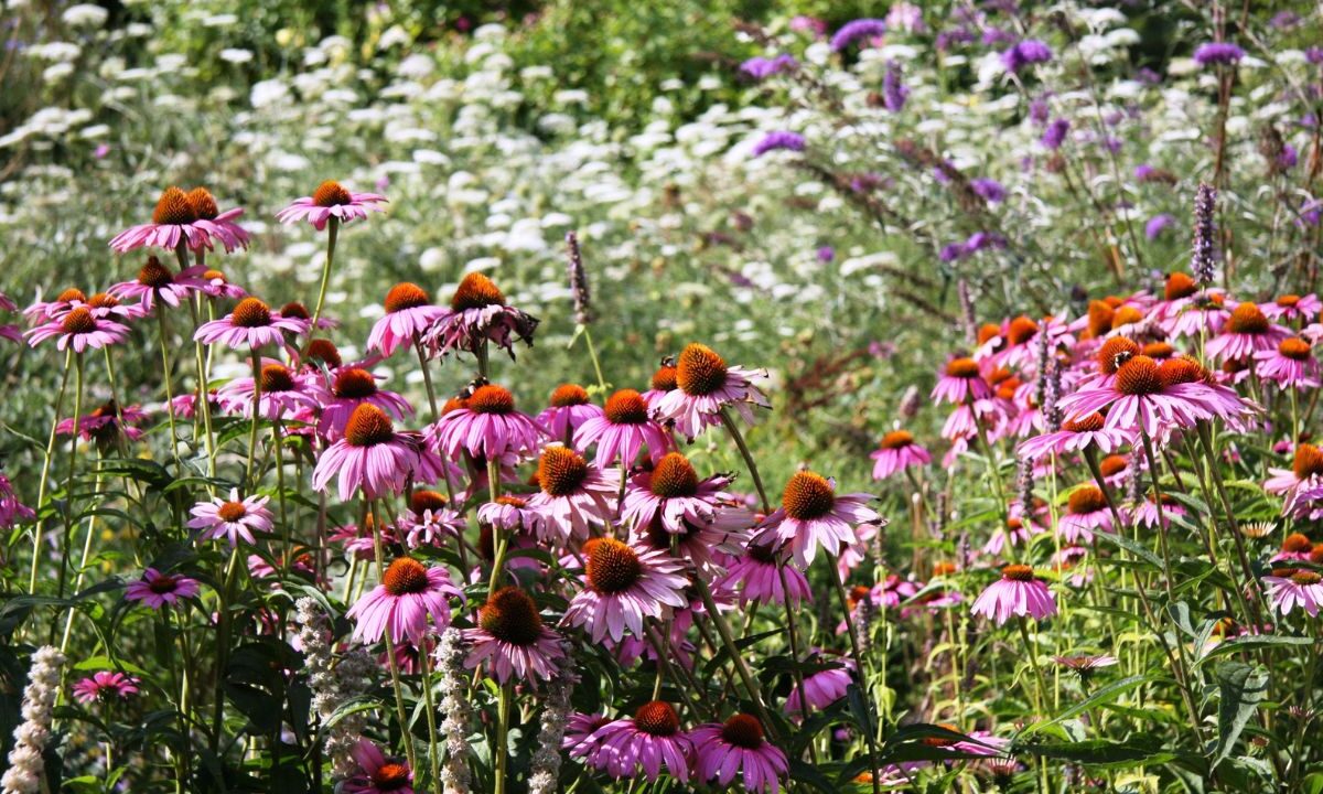 How Tall Do Coneflowers Get