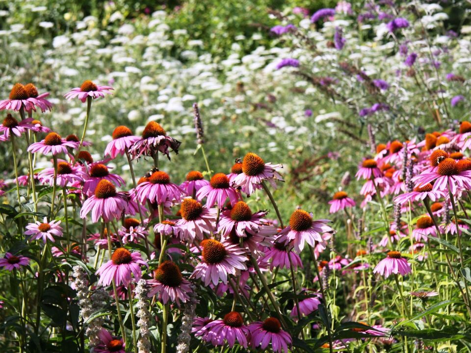 How Tall Do Coneflowers Get