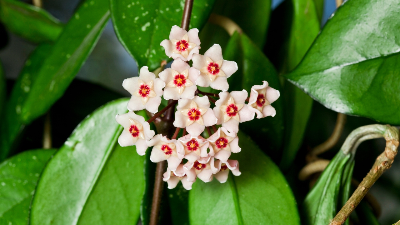 How to Care for a Hoya Krimson Princess