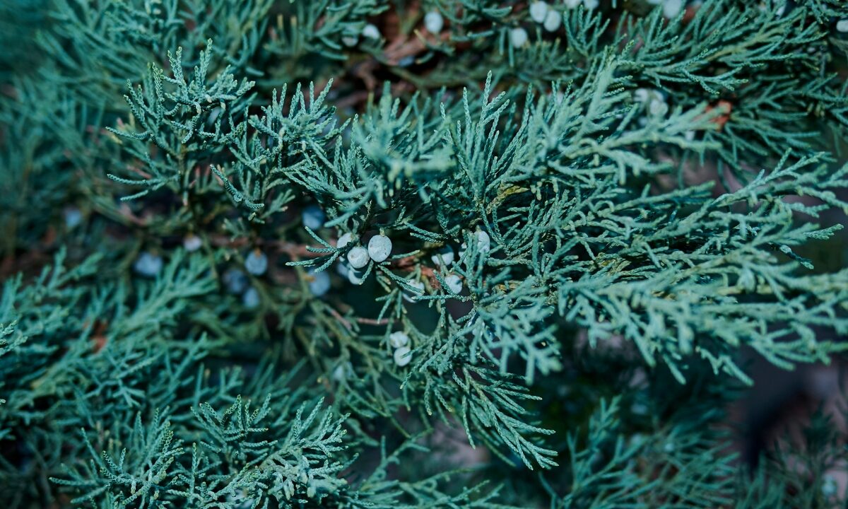 How to Care for a Wichita Blue Juniper