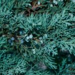 How to Care for a Wichita Blue Juniper