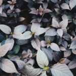 leaves of Alternanthera Joseph's Coat plant