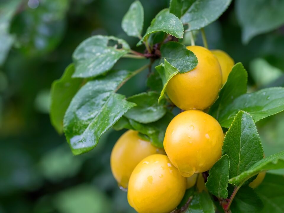 How to Grow Mirabelle Plums?