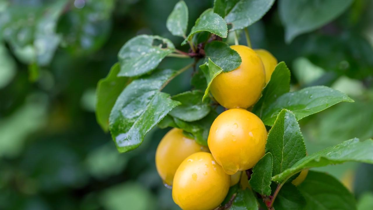 How to Grow Mirabelle Plums?