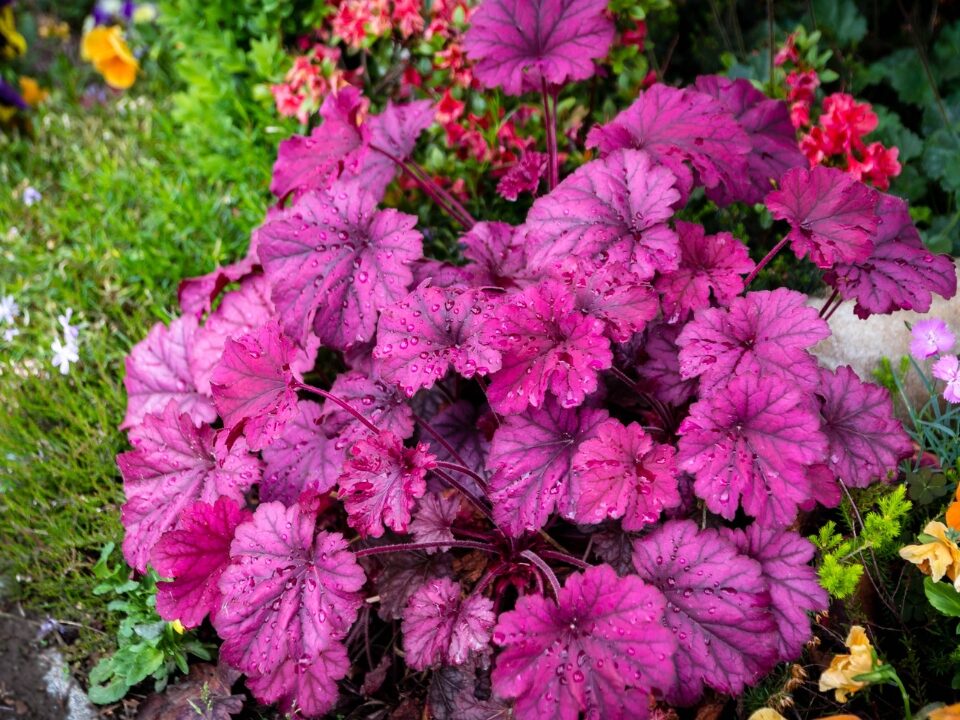 How to Plant Heuchera Coral Bells Seeds