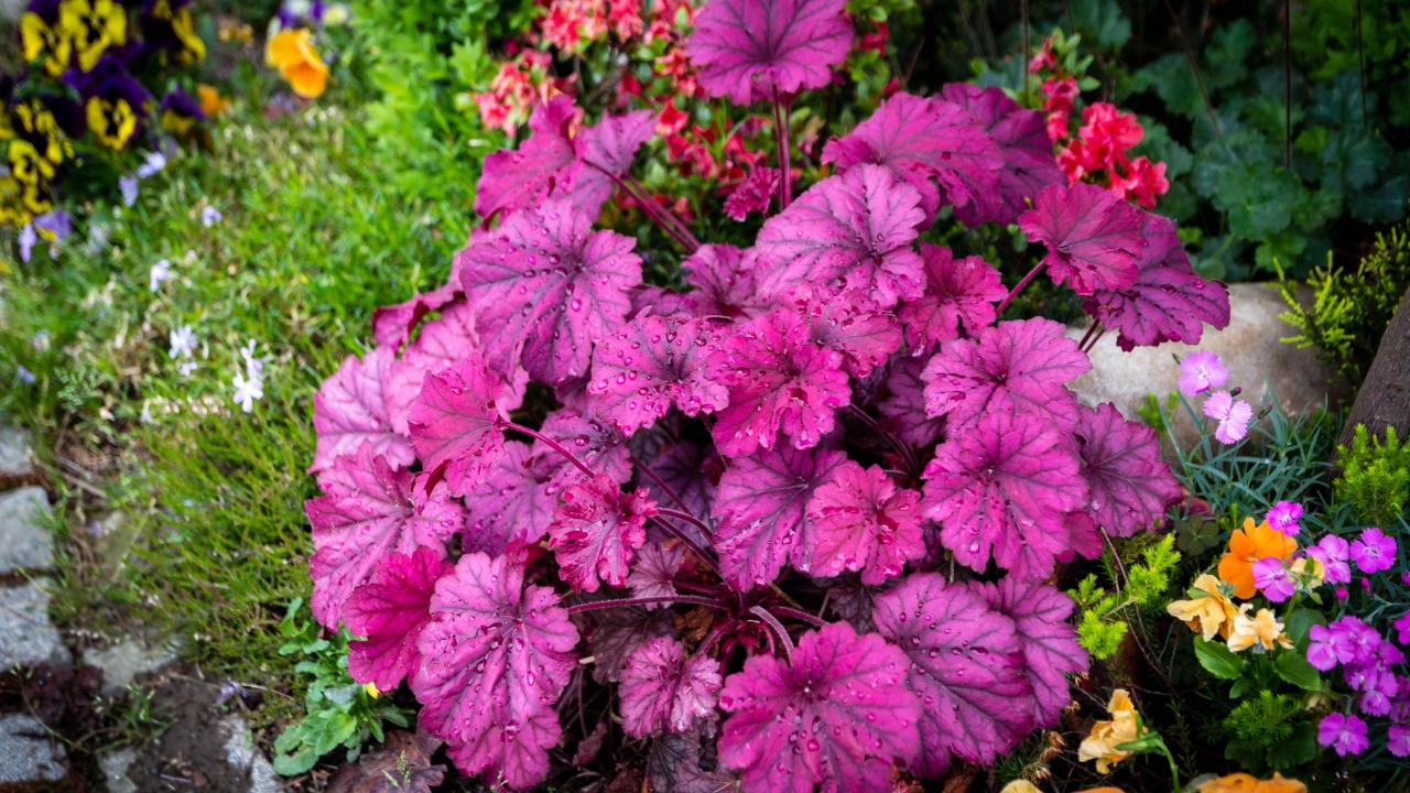 How to Plant Heuchera Coral Bells Seeds