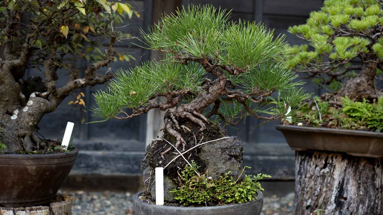 How to Propagate Japanese Black Pine Candles From Cuttings