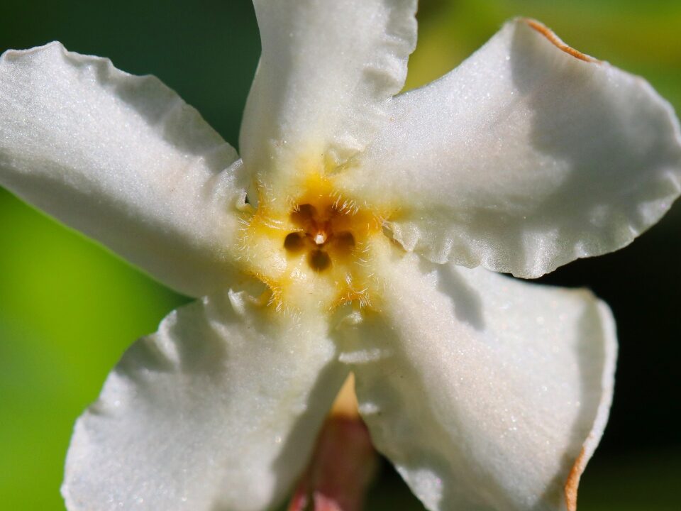 Trachelospermum asiaticum asiatic jasmine