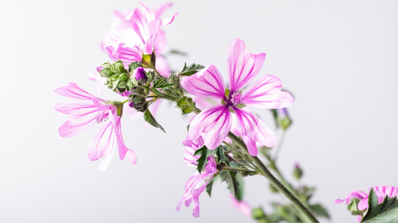 Is Malva Zubrina Perrenial Plant?