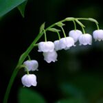 Lily of the Valley