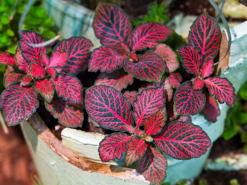 Plants With Pink Leaves