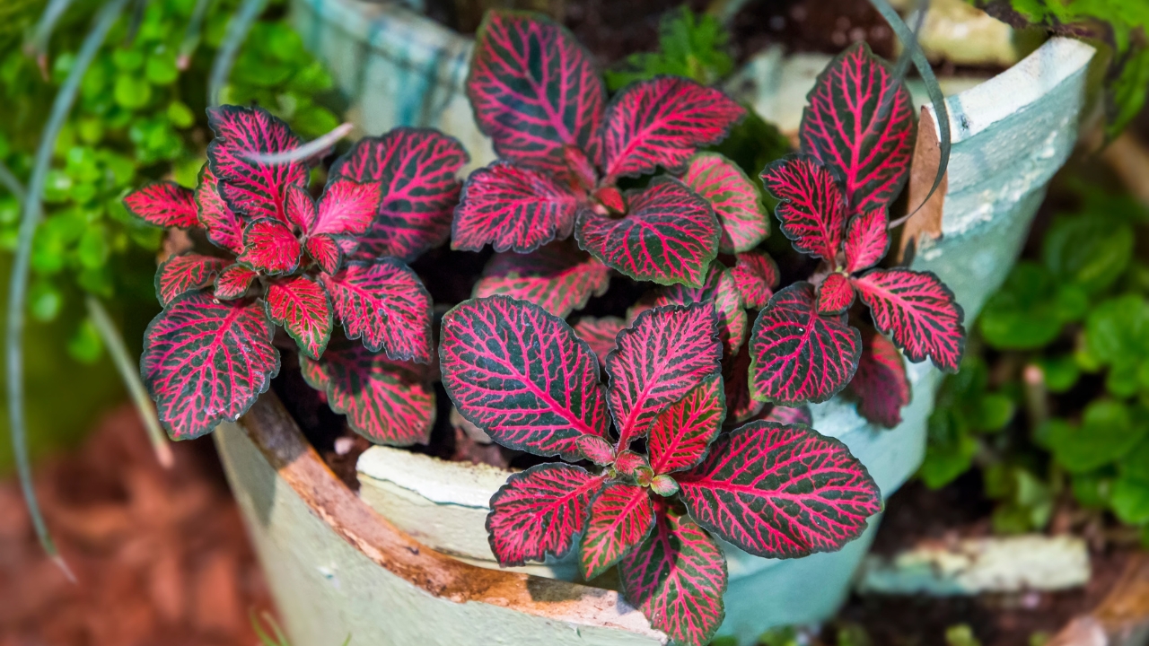 Plants With Pink Leaves