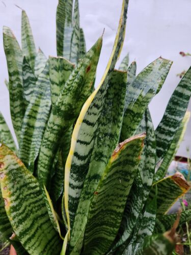 Snake Plant (Sansevieria trifasciata)